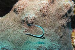 Juvenile Drum Fish at Klein Curacao by Jon Doud 